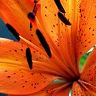 Tiger Lily 3