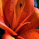 Tiger Lily 2