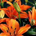 Tiger Lily 1