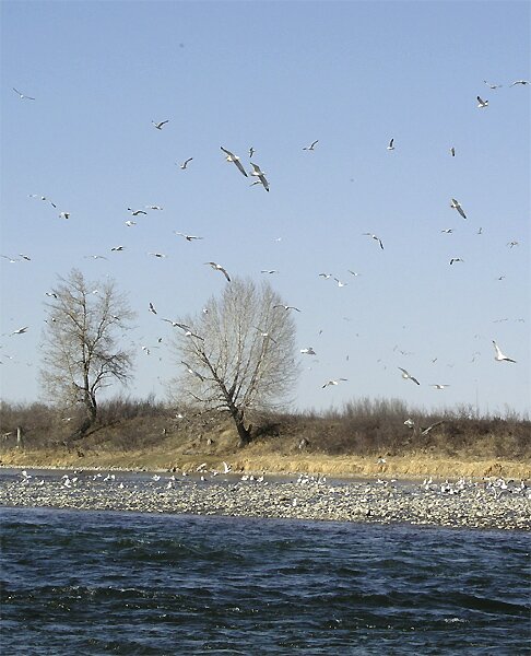Gulls mob
