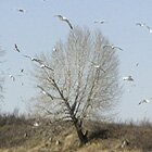Gulls mob