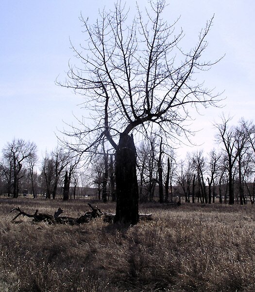 Remains of an elder