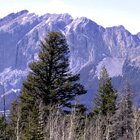 The mighty Rockies