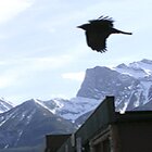 Canmorian crow
