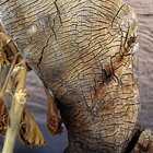 Dead wood