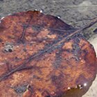 Forgotten leaf