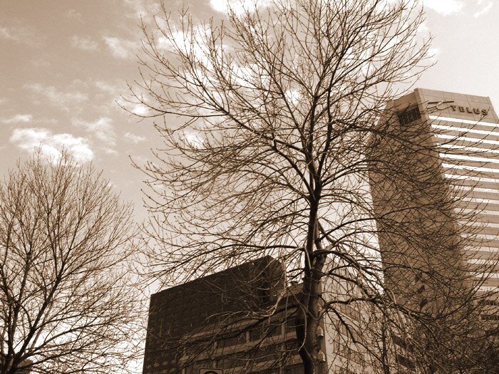 Branches
