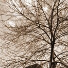 Branches
