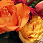 Hot bloom