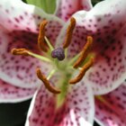 In full bloom 2