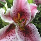 In full bloom 1
