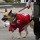 Yea, I'm a Flames fan too!