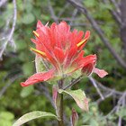 Indian brush