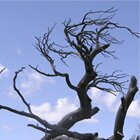 The Burmis tree 3