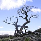 The Burmis tree 2 - Taken by Lorien