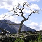 The Burmis tree 1