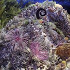 Ancient sea creatures 1