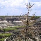 A summery Horseshoe Canyon