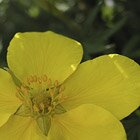 Yellow beauty