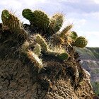 Free cactus 2