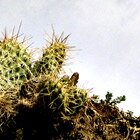 Free cactus 1
