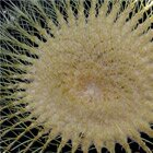 Cactus in captivity