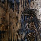 Dead wood