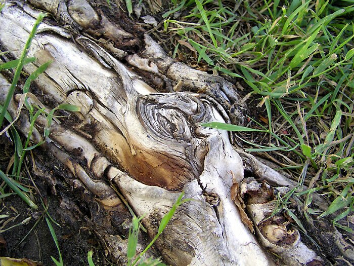 Live wood