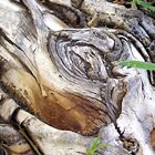 Live wood