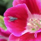 Fly