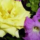 Purple & Yellow