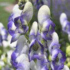 Purple & White