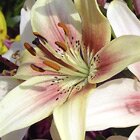 White lilies