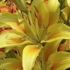 Yellow lilies