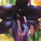 Dark lily