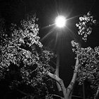 Night tree