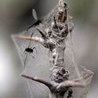 Insects graveyard