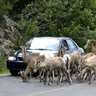 Traffic jam