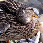 Broken wing