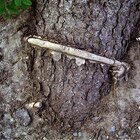 Prisoner of the root