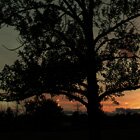 Twilight tree