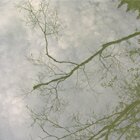 Quiet reflection