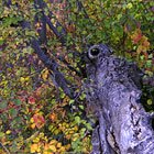 Leading to fall