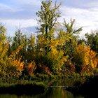 Autumn celebration