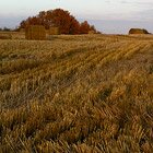Sunset hay bales
