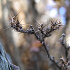 Thorns - Taken by Joe 