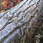 Tree frost 4