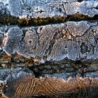 Tree frost 2