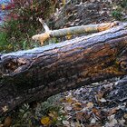 Tree frost 1