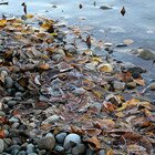Autumn river 